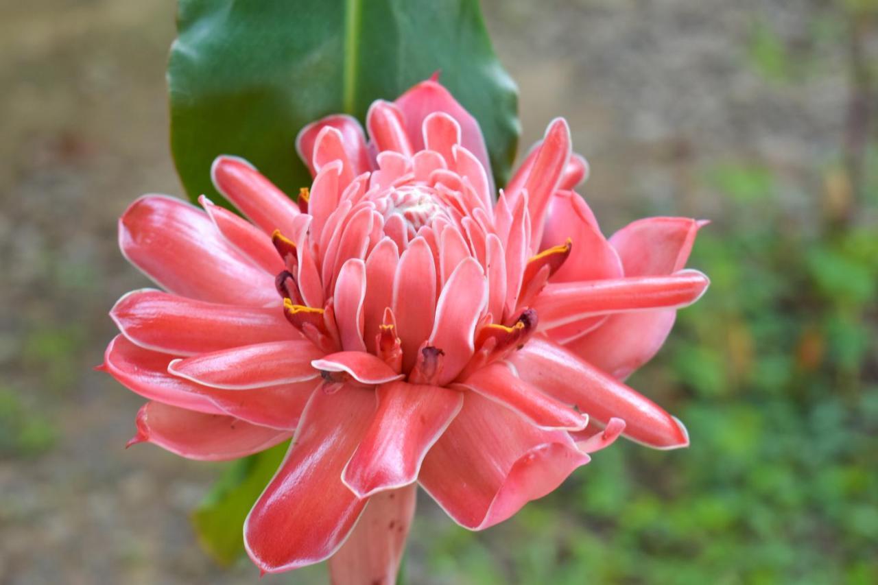 Passiflora Lodge Tambopata ปูแอร์โต มัลโดนาโด ภายนอก รูปภาพ
