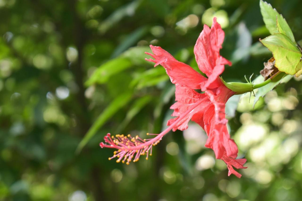 Passiflora Lodge Tambopata ปูแอร์โต มัลโดนาโด ภายนอก รูปภาพ