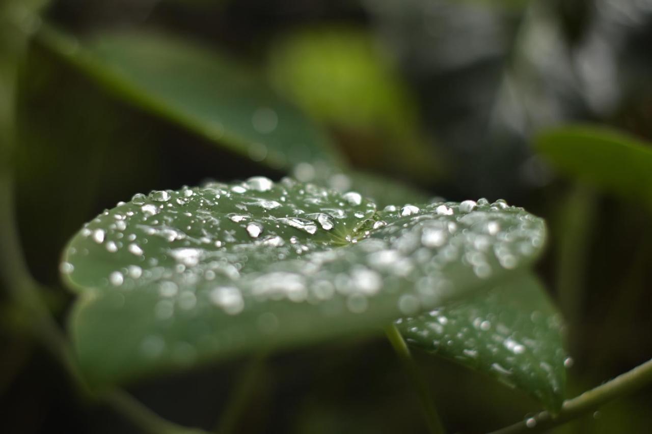 Passiflora Lodge Tambopata ปูแอร์โต มัลโดนาโด ภายนอก รูปภาพ