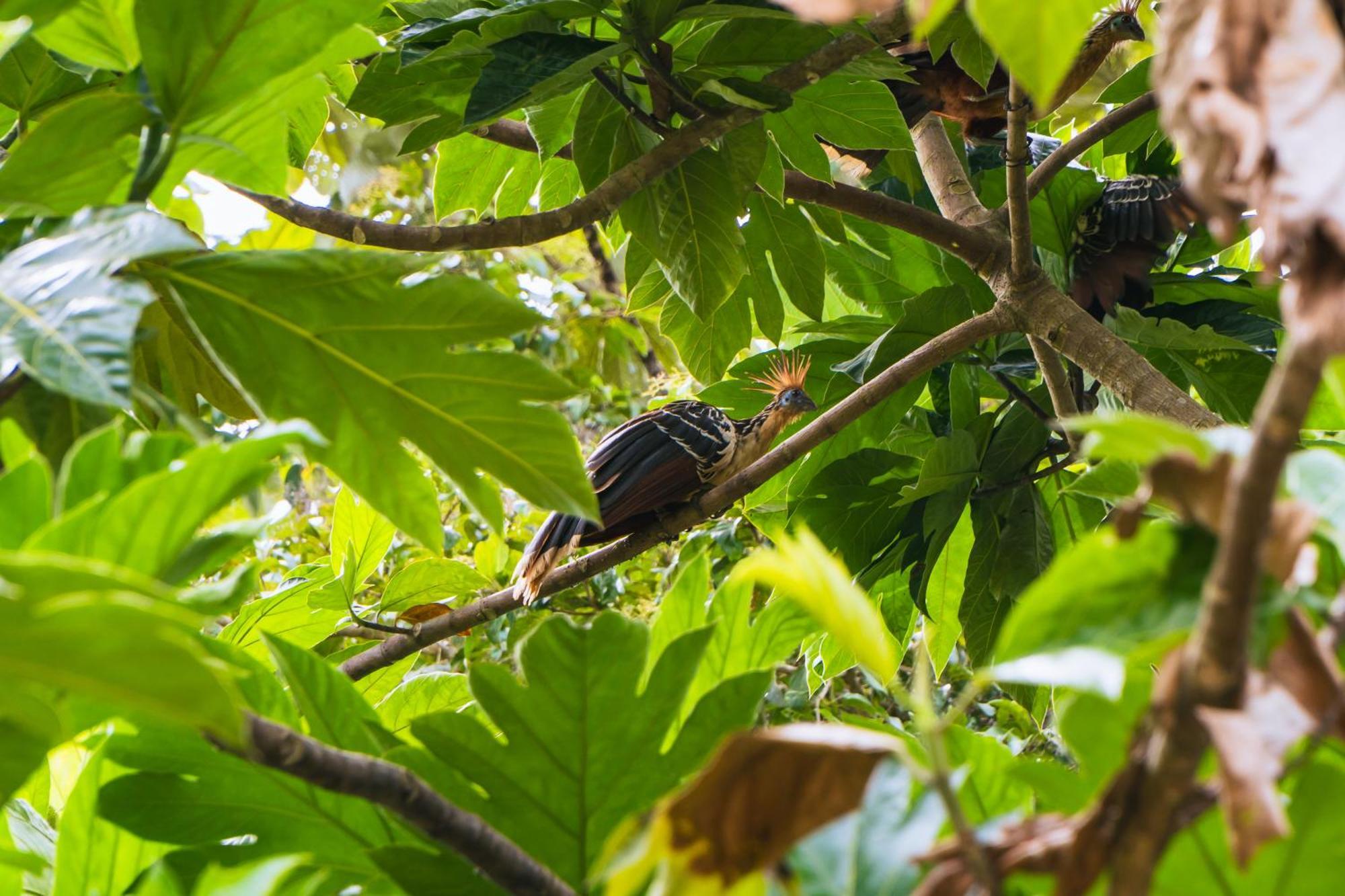 Passiflora Lodge Tambopata ปูแอร์โต มัลโดนาโด ภายนอก รูปภาพ