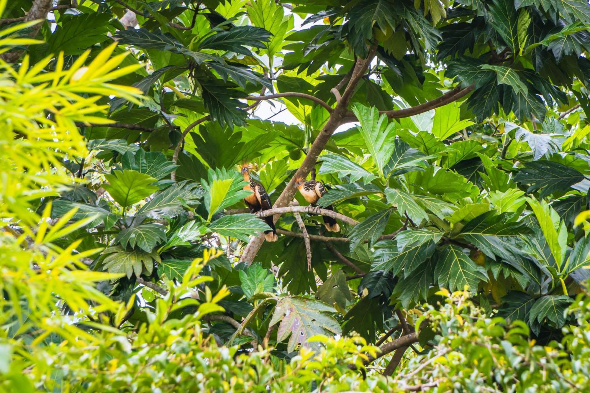 Passiflora Lodge Tambopata ปูแอร์โต มัลโดนาโด ภายนอก รูปภาพ