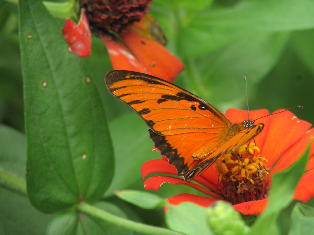 Passiflora Lodge Tambopata ปูแอร์โต มัลโดนาโด ภายนอก รูปภาพ